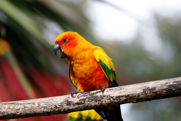 Un beau perroquet orange