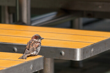 A disheveled sparrow on an orange table in the dining room