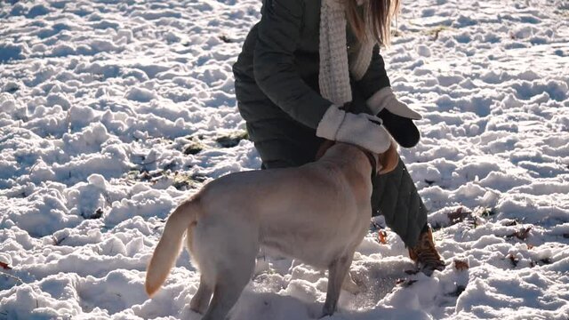 Woman playing and having fun with labrador dog in winter park