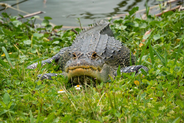Wild American Alligator basking in grass at Viera wetlands in Florida.