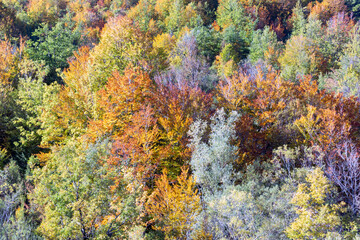 Fototapeta na wymiar House in the woods in Abruzzo in autumn. Foliage and colors of trees.