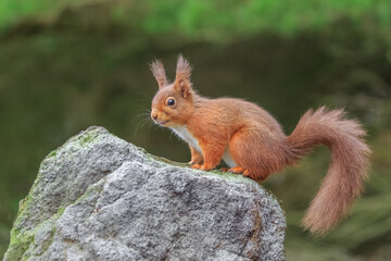 Naklejka na ściany i meble Red squirrel exploring Northumberland's countryside