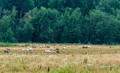 a herd of cows grazes in a field against the background of a forest on a summer evening
