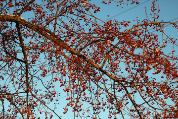 Декабрь в Нижней Туре, 2021 год. Свердловская область. 