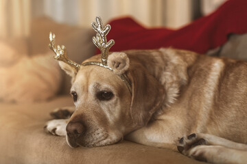 adorable fawn dog Labrador with deer horns on the couch. new year, christmas