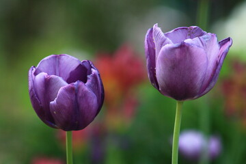 Purple Tulip Flowers