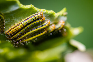 great southern white larvae