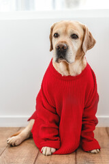 adorable fawn dog Labrador in a red sweater. animal, pets
