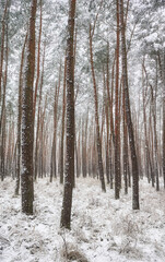 Picture of a winter forest during heavy snowfall.