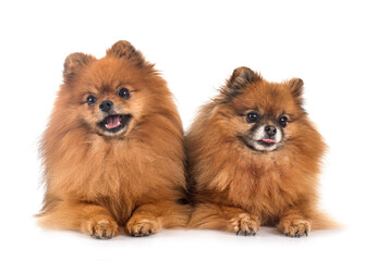  pomeranians in studio