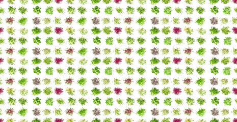 Pattern of different microgreens on a white background. Selective focus.