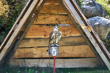 Hawk sitting on the stump in the shadow. In zoo/theme park. 