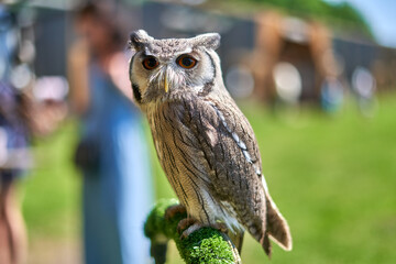 Great horned owl on the branch