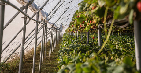 Growing strawberries in tunnel greenhouses, New Zealand