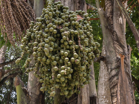 Large bunch of fruits of Caryota palm also called fish tail, cluster palm, Burmese fish tail, common fish tail tree.