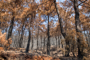 Obraz premium İçmeler region after days of forest fires.