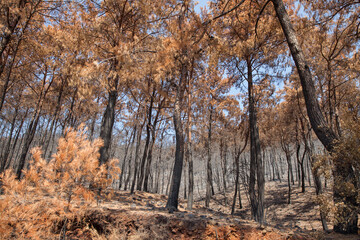 Fototapeta na wymiar İçmeler region after days of forest fires.