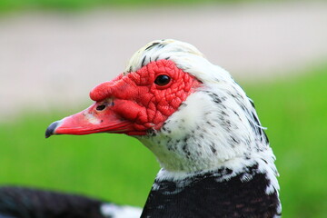 portrait of a red beak bird
