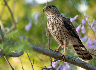 Coopers hawk perched on a branch with purple flowers in the background in Huntington Beach park, Irvine, California