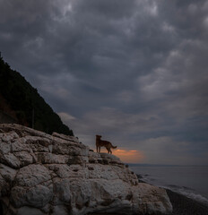 Fototapeta na wymiar anxious dog at sunset on white rocks by the sea against the backdrop of a dramatic sky