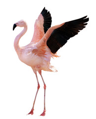 bright pink one flamingo with spread wings - obrazy, fototapety, plakaty