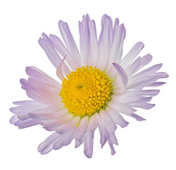 fine daisy small violet color bloom isolated on white