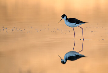 black necked stilt and reflection in a shallow pond in early morning golden sunlight near lake Perris