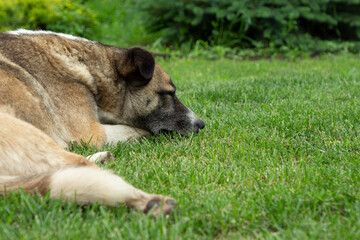 Mongrel dog lies on the green grass. Stray dog resting on the lawn.
