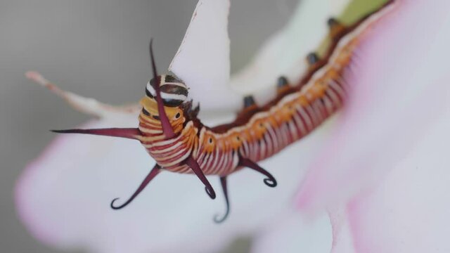 The caterpillar or larva is gnawing on the leaves of the adenium. Insect pests of flowering and foliage plants.