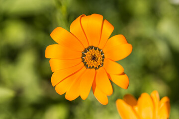 Calendula Flower