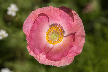 Pink Poppy