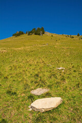The slopes of Monte Morgenleit near Sauris di Sopra, Udine Province, Friuli-Venezia Giulia, north...