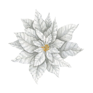Watercolor Christmas white poinsettia flower clip art
