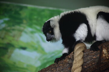 portrait of black and white lemur sitting on a branch of a tree