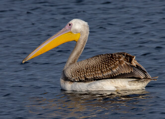 pelican on the water