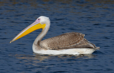 pelican on the water