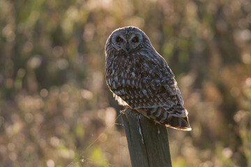 Búho campestre (Asio flammeus).