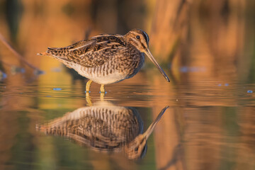 Agachadiza común (Gallinago gallinago).