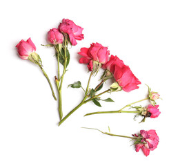 three dry roses on a white background