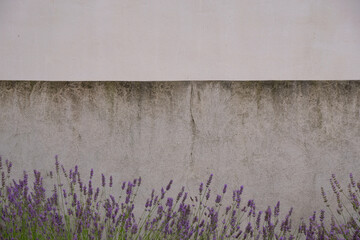 Lavender on weathered concrete wall background. Copy space. Selective focus.