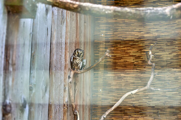 A small owl in the enclosed place in owl park 