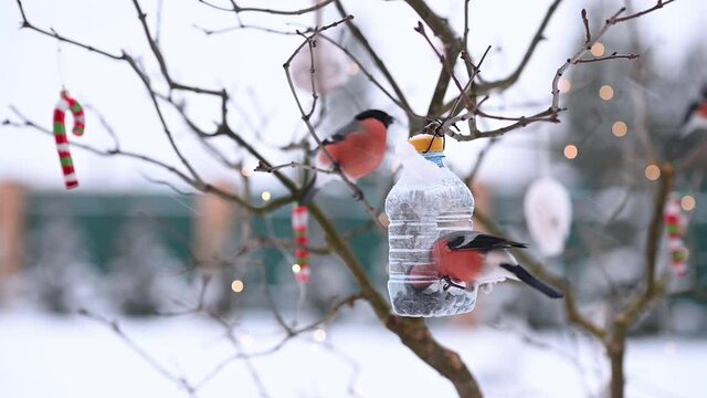 birds in winter snigiri and tits. High quality FullHD footage