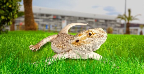 Lizard on a green lawn. Exotic tropical animal in the wild on the grass. smiling animal