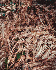 close up of a fern