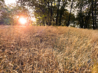 autumn hiking trail tall grass meadow with bright sunset sun rays - Powered by Adobe