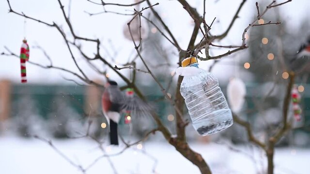 birds in winter snigiri and tits. High quality FullHD footage