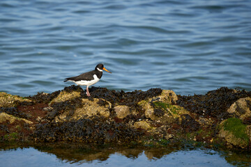 1 Oystercatcher (Haematopus ostralegus, Austernfischer) stands on the coast of the North Sea. Bird animal on stone with algae, blue water behind.