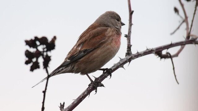 Common linnet Linaria cannabina in the wild. The bird sits against the background of a cloudy sky, moves on a stick, turns its head.