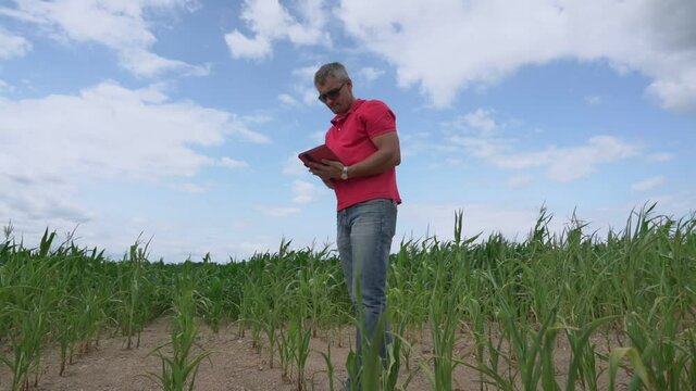 Mature agronomist wearing sunglasses with tablet in hands inspects cornfield in droughty season at spring day
