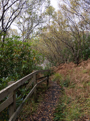 Fototapeta premium A woodland path in Morar, Scotland